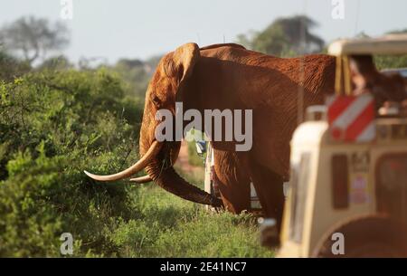 Uno dei pochi elefanti africani tusker rimasti nel mondo affollato da veicoli safari nel Parco Nazionale di Tsavo nel Kenya meridionale Foto Stock