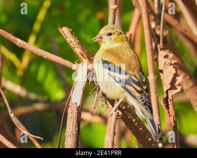 Goldfinch on a Branch: Un uccello femminile del goldfinch americano arroccato su un ramo nel sole della mattina presto in una giornata estiva tra i fiori selvatici Foto Stock