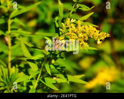 Ape on a Flower: Un'ape bumble si siede su un fiore selvatico giallo di goldenrod in un giorno estivo soleggiato mentre il fiore siede in un campo di prato Foto Stock