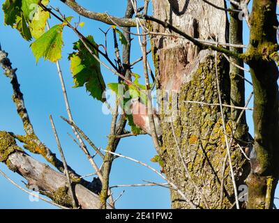 Uccello su un tronco di albero: Un uccello orientale arroccato e scalando un tronco di albero in un giorno di autunno con alcune foglie ancora sul ramo Foto Stock