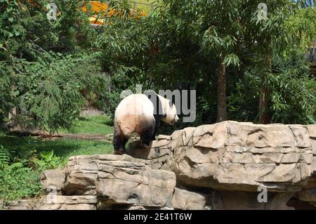 Orso Panda nello zoo nazionale di Washington USA su un animale di roccia legno pelle di legno sul retro grandi animali in gabbia area del parco nazionale dove si nutrono in cattività Foto Stock