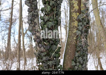 Colpo di closeup di edera verde tesse un tronco di albero durante inverno Foto Stock