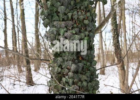 Colpo di closeup di edera verde tesse un tronco di albero durante inverno Foto Stock