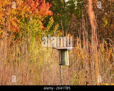 Bird on a Bird House: Un bluebirds orientale si siede sulla cima di una scatola di nidificazione di bluebird in una bella giornata di autunno con vegetazione colorata autunno Foto Stock