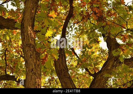 Foglie autunnali sull'albero: Closeup di foglie di quercia in vari colori autunnali di verde, giallo, arancio, rosso e marrone in una bella giornata di sole Foto Stock