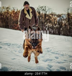 Pastore tedesco in modalità attacco Foto Stock