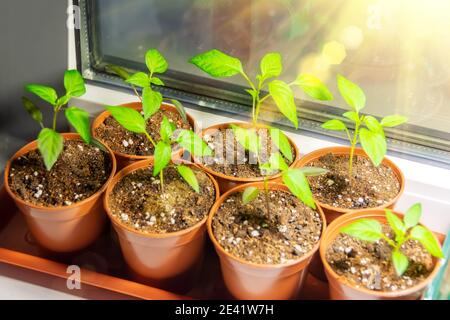 Piantine di verdure pepe dopo la raccolta in piccoli vasi, tecnologia agricola coltivando piantine sotto illuminazione artificiale per piantare in serra Foto Stock