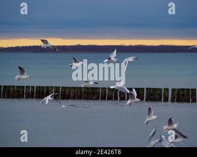 diversi gabbiani bianchi che volano fianco a fianco nel cielo Foto Stock