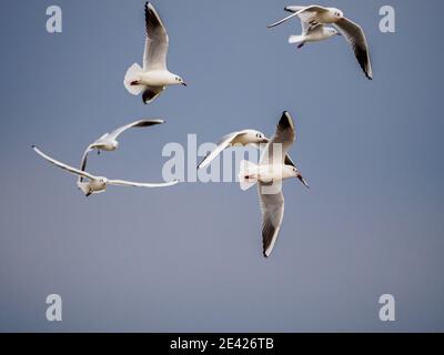 diversi gabbiani bianchi che volano fianco a fianco nel cielo Foto Stock