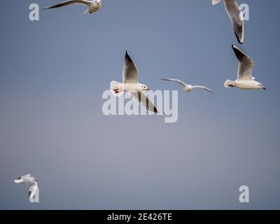 diversi gabbiani bianchi che volano fianco a fianco nel cielo Foto Stock