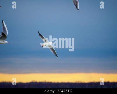 diversi gabbiani bianchi che volano fianco a fianco nel cielo Foto Stock