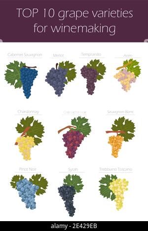 Varietà di uve per il vino. Infografica sulla vinificazione. Illustrazione vettoriale Illustrazione Vettoriale