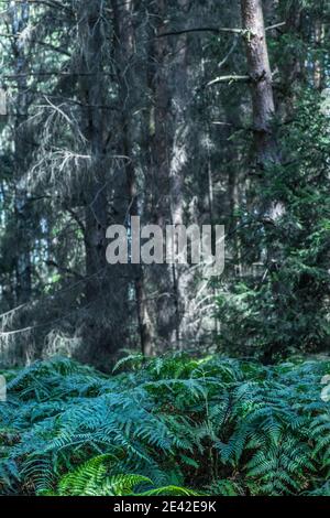 Colpo verticale degli alberi e delle piante di felce catturate in una foresta tropicale Foto Stock