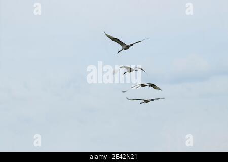 Vista posteriore delle gru che volano in formazione Foto Stock