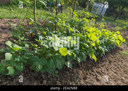 Fagiolini di fagioli di rene che crescono in fattoria. Cerotto di giovani piante verdi di fagiolo (Phaseolus vulgaris) in giardino fatto in casa. Agricoltura biologica, foo sano Foto Stock
