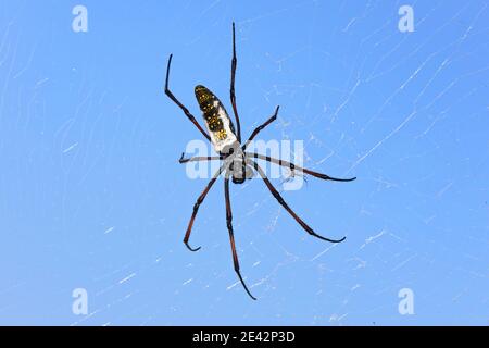 Orbe dorate con zampe rosse femmina di ragno tessitore - Nephila inaurata madagascariensis, appoggiata sulla sua rete, su sfondo blu del cielo Foto Stock