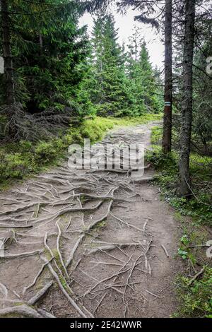 Sentiero di montagna Spooky, scuro e stretto attraverso lussureggiante foresta di conifere con fitta rete di radici sul terreno, Monti Tatra, Polonia. Foto Stock