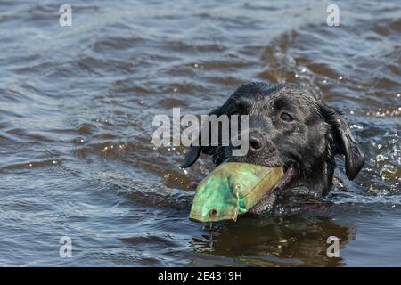 Primo piano di un Labrador nero pedigree che recupera un manichino dall'acqua Foto Stock