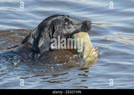 Primo piano di un Labrador nero pedigree che recupera un manichino dall'acqua Foto Stock