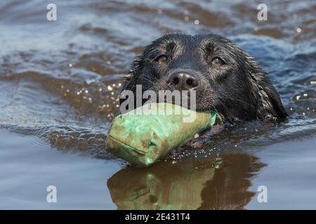 Primo piano di un Labrador nero pedigree che recupera un manichino dall'acqua Foto Stock