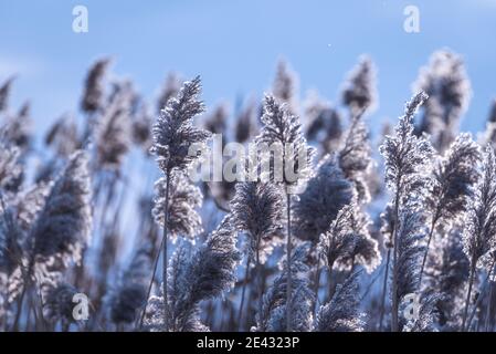Paese invernale. La magia dell'inverno nella natura. Foto Stock