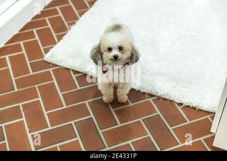 Piccolo cane bianco bichon su un pavimento di mattoni rossi con un tappeto bianco Foto Stock