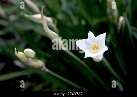 Narcissus papyraceus Paperwhite daffodil – piccoli narcisi bianchi altamente profumati, gennaio, Inghilterra, Regno Unito Foto Stock