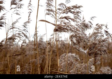 Phragmites australis subsp. Australis Reed comune – alto fiore di palma, gennaio, Inghilterra, Regno Unito Foto Stock