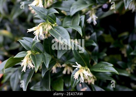 Sarcococca confusa Sweet box – fiori tubolari bianchi sottili altamente profumati con fogliame lucido verde scuro, gennaio, Inghilterra, Regno Unito Foto Stock