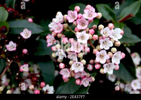 Viburnum x burkwoodii ‘Mohawk’ Arrowwood Mohawk – piccoli gruppi di fiori bianchi e rosa altamente profumati, gennaio, Inghilterra, Regno Unito Foto Stock