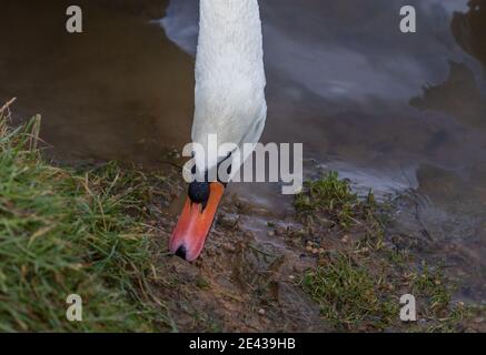 Un cigno muto (regno unito) che mangia pellet di cibo di cigno. Foto Stock