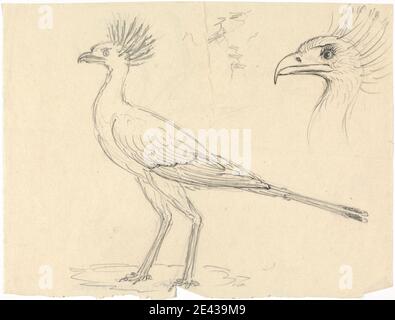 Luigi Balugani, 1737â–1770, italiano, Segretario Bird, non datato. Grafite e penna e inchiostro nero su carta media, leggermente testurizzata, crema. Arte animale, uccello Foto Stock
