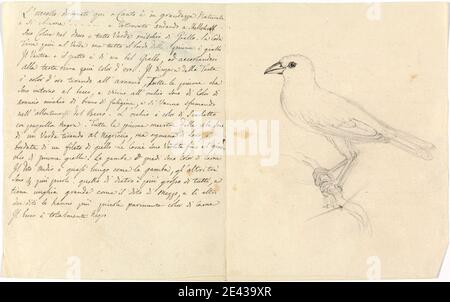 Luigi Balugani, 1737â–1770, Italiano, Studio di un uccello, non datato. Grafite e penna e inchiostro nero su carta media, moderatamente testurizzata, beige. Bacchi , uccelli , studi Foto Stock
