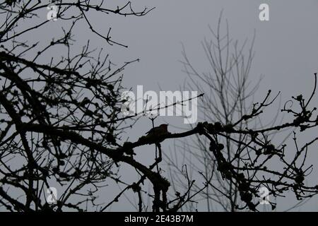 Lone Robin canto in un albero Foto Stock