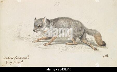 Charles Hamilton Smith, 1776â–1859, belga, The Grey Fox, ca. 1837. Acquerello, inchiostro a penna e marrone, inchiostro grigio e grafite su carta media, liscia, crema, wove. Arte animale Foto Stock