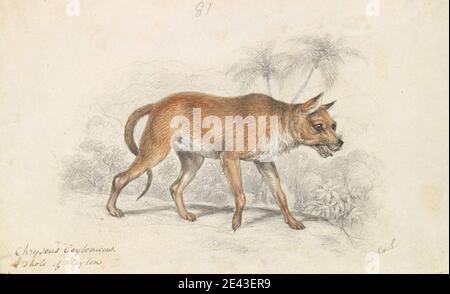 Charles Hamilton Smith, 1776â–1859, belga, Dhole di Ceylon, ca. 1837. Acquerello, inchiostro a penna e marrone e grafite su carta media, leggermente testurizzata, crema, wove. Arte animale Foto Stock