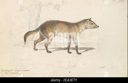 Charles Hamilton Smith, 1776â–1859, belga, Crabodago Aguardia Fox, ca. 1837. Acquerello, penna e inchiostro marrone, inchiostro bladk, inchiostro grigio e grafite su carta di wove di spessore moderato, moderatamente testurizzata. Arte animale Foto Stock