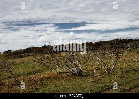 Paesaggio del campo morto a Hokkaido Foto Stock