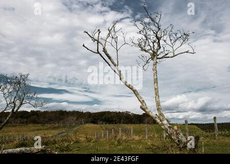 Paesaggio del campo morto a Hokkaido Foto Stock