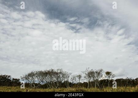 Paesaggio del campo morto a Hokkaido Foto Stock