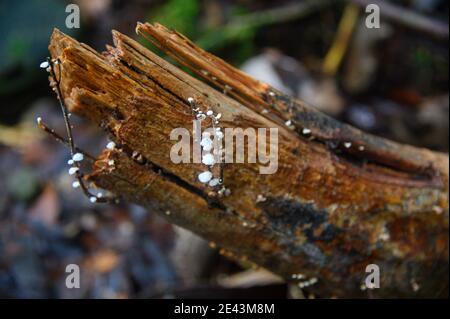 minuscoli funghi tropicali bianchi su un albero log in un foresta pluviale tropicale Foto Stock