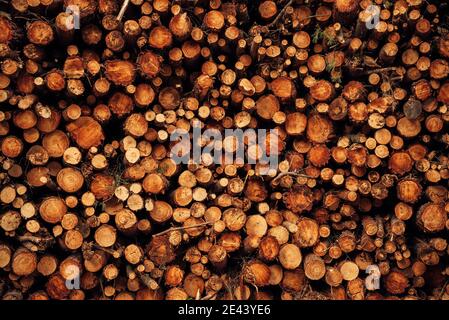 Pila di tronchi di albero tagliati e rami disposti insieme in foresta come sfondo astratto Foto Stock