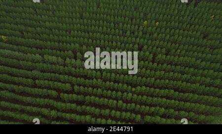 Vista sul drone di lussureggianti alberi di conifere in Australia Foto Stock