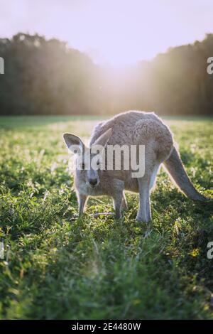 Carino canguro rosso pascolo su prato verde erboso vicino alla foresta Contro il cielo del tramonto in Australia Foto Stock