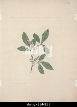 Luigi Balugani, 1737â–1770, italiano, Rhus glutinosa A. ricco. : disegno finito, non ondeggiato. Acquerello e gouache su grafite su carta media, leggermente testurizzata, panna. Foto Stock