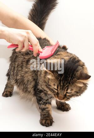 Ragazza che tiene il gatto grigio nelle mani e che pettina dai capelli in eccesso su sfondo bianco. Verticale Foto Stock