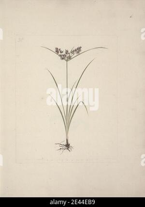 Luigi Balugani, 1737â–1770, Italiano, Cyperus esculentus L. (Tiger Nut): Disegno finito di pianta intera con radici, non ondulato. Acquerello e grafite su carta media, leggermente testurizzata, crema. Foto Stock