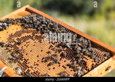 Vista dall'alto di molte api che siedono sul nido d'ape dentro apiary in campagna Foto Stock