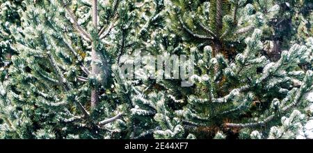 Lussureggianti alberi di conifere che crescono nella foresta su un pendio di montagna innevato durante la bizzarda in inverno Foto Stock
