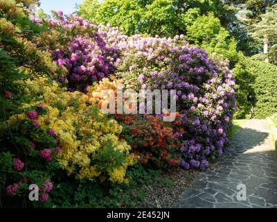 Rododendri in fiore multicolore Foto Stock